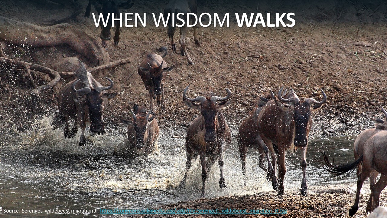A herd of wildebeest splashing through a muddy river during the Serengeti migration, with the title 'When Wisdom Walks' overlaid at the top.